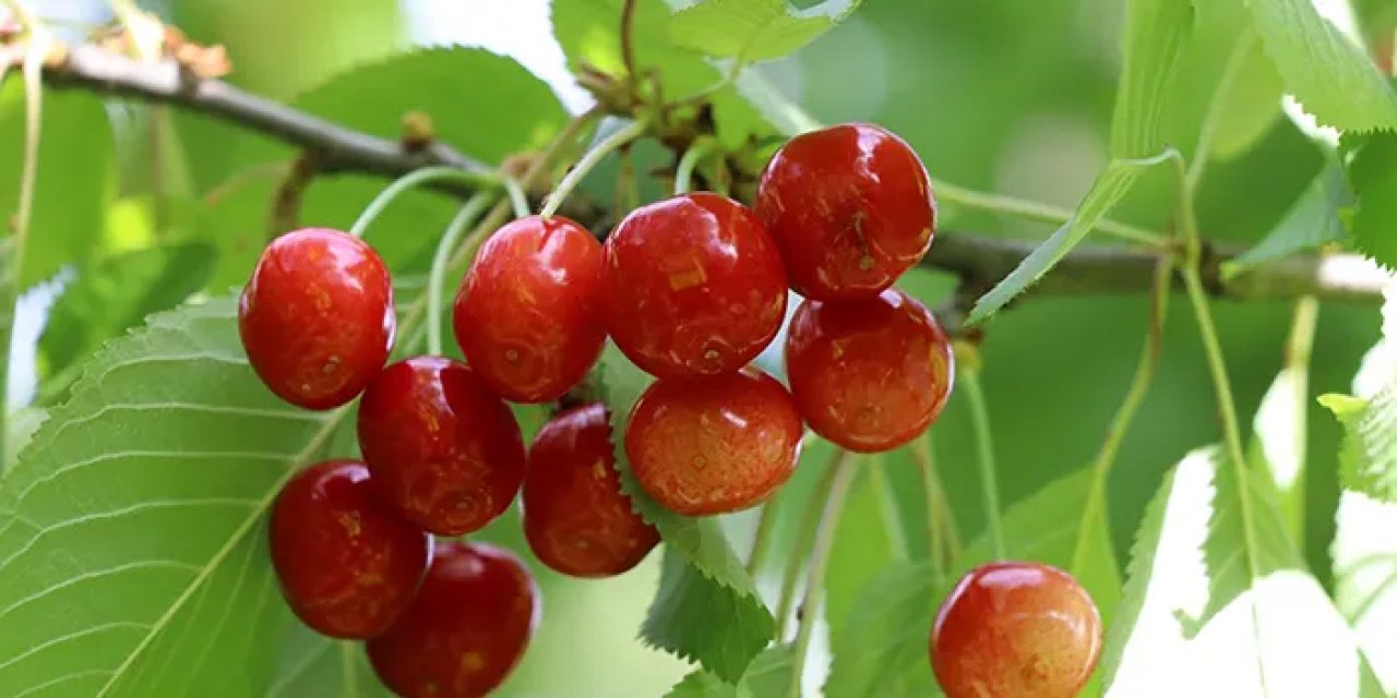 Erzurum'da kiraz hasadı başladı