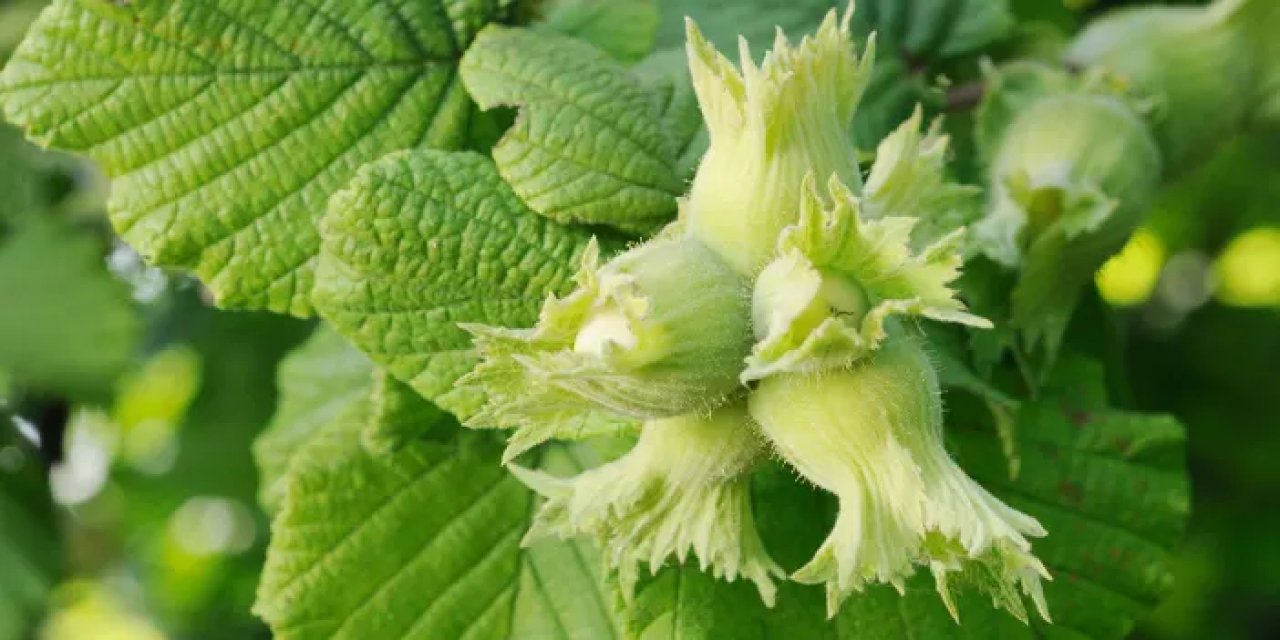 Fındıkta bu tarihlere dikkat! 10, 13 ve 16 Mayıs...