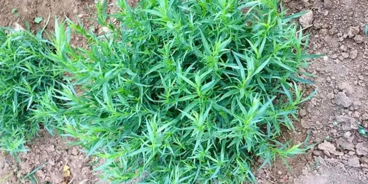 Bayburt tarhununa tescilli coğrafi işaret belgesi verildi!