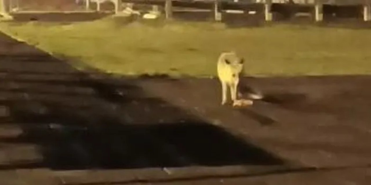 Artvin şehir merkezindeki çocuk parkında tilki sürprizi