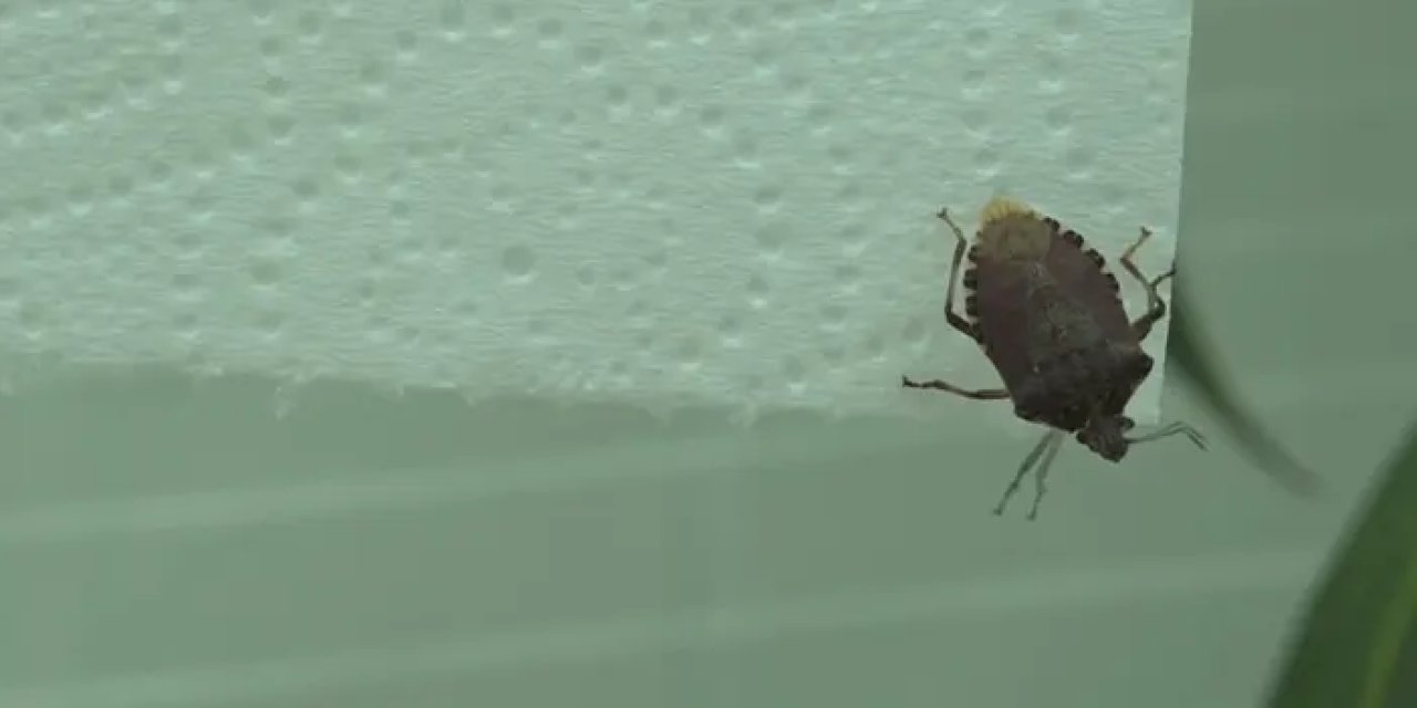 Fındıkta tehlike büyüyor: Kahverengi kokarca takibe alındı