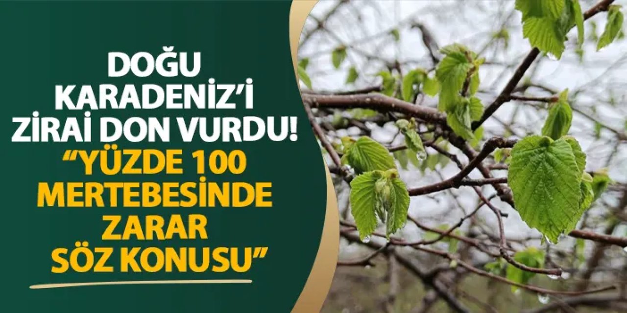 Doğu Karadeniz’i zirai don vurdu! “Yüzde 100 mertebesinde zarar söz konusu”