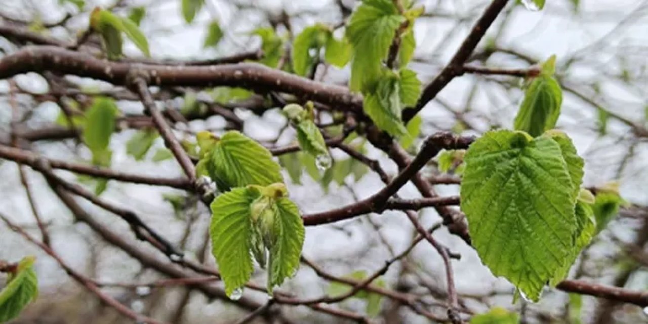 Trabzon'da zirai don sonrası üreticilere kritik uyarı! Hangi işlemler yapılmalı?