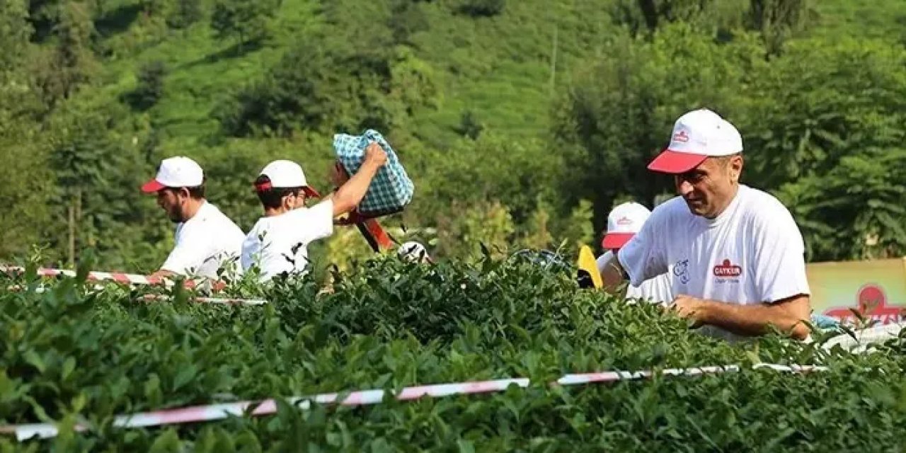 ÇAYKUR Trabzon'da 224 kişilik işçi alımı yapacak! Başvurular ne zaman, şartları neler?