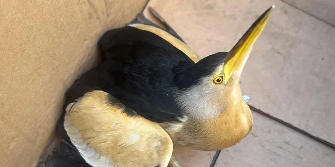 Giresun’da Balaban kuşu koruma altına alındı