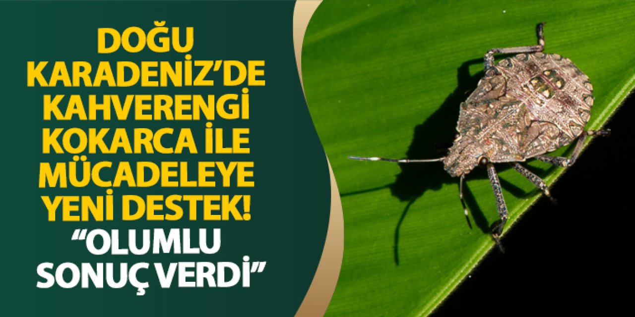 Ordu’da kahverengi kokarca ile mücadeleye yeni destek! “Olumlu sonuç verdi”