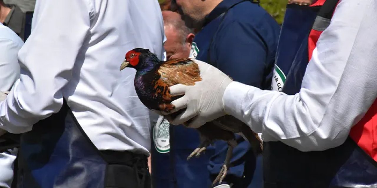 Fındığı kokarcadan sülünler koruyacak: Ordu’da doğaya 800 sülün salındı