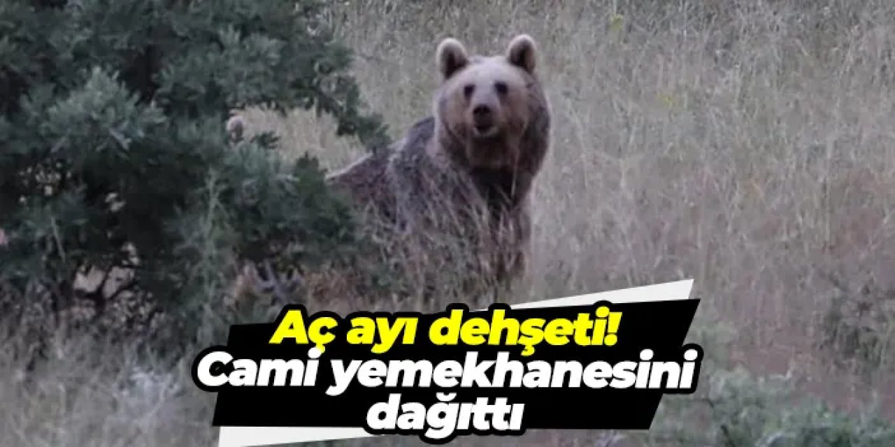 Bayburt'ta aç ayı dehşeti: Cami yemekhanesini dağıttı