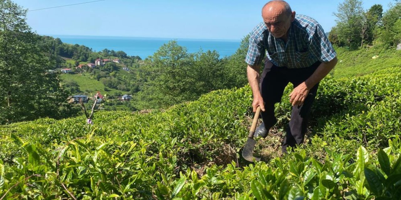 Artvin’de Kafkas engereği korkusu: Çay bahçesinde yılan ısırdı, yoğun bakıma alındı
