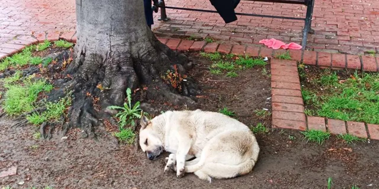 Samsun’da sokak köpeği uyuyan adamı yalnız bırakmadı!