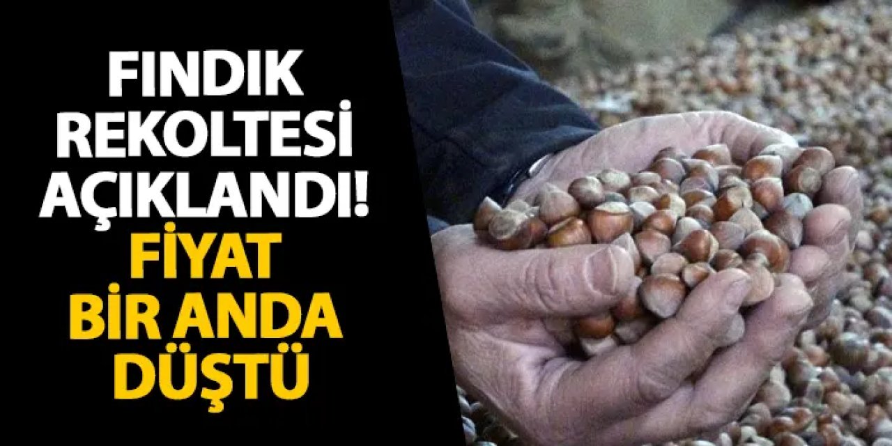 Fındık rekoltesi açıklandı! Fiyat bir anda düştü