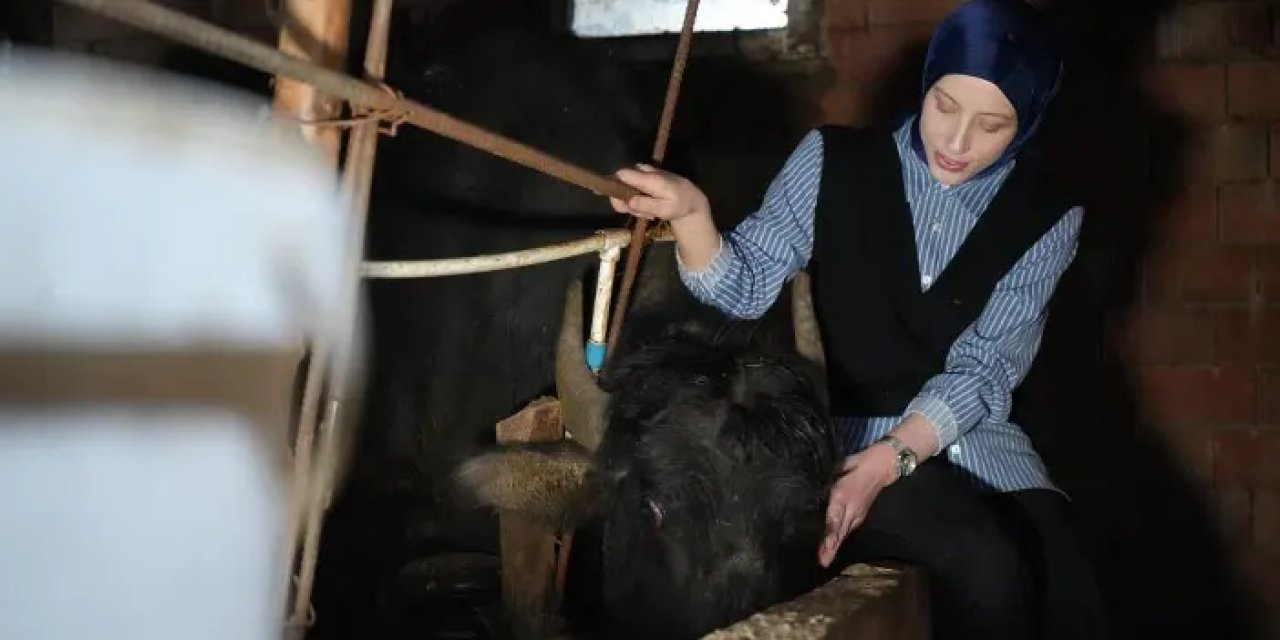 Bayburt'ta tek! KPSS’yi bıraktı, mandalarla başarıya ulaştı