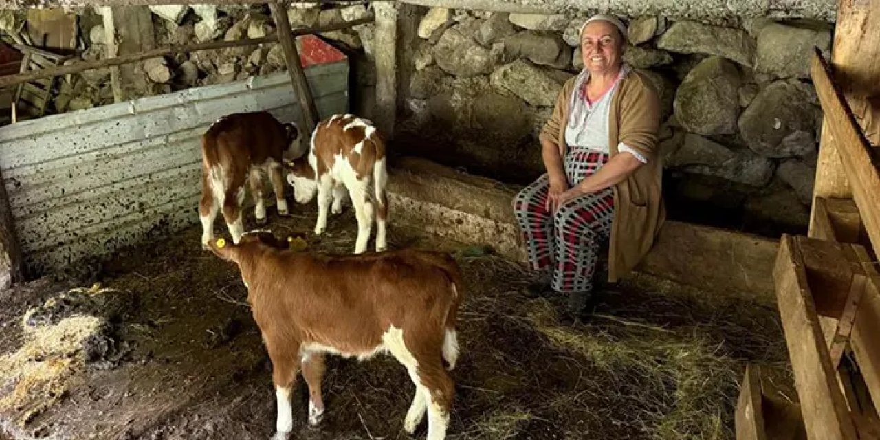 Artvin'de dördüz doğuran inek şaşırttı!