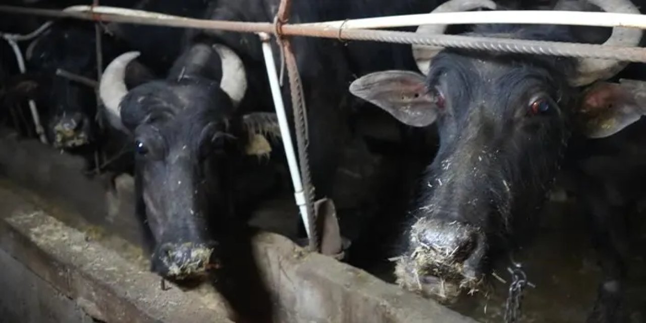 Kurbanlık sevkleri için geri sayım başladı!