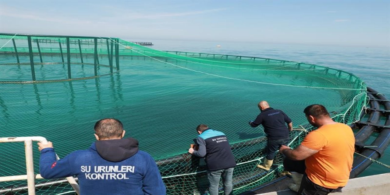 Trabzon'da balık kafeslerine denetim! Türk somonu sotok denetimi yapıldı