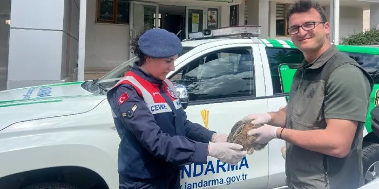 Jandarmadan şefkat eli! Yaralı tavşan tedavi edilip, doğaya salındı