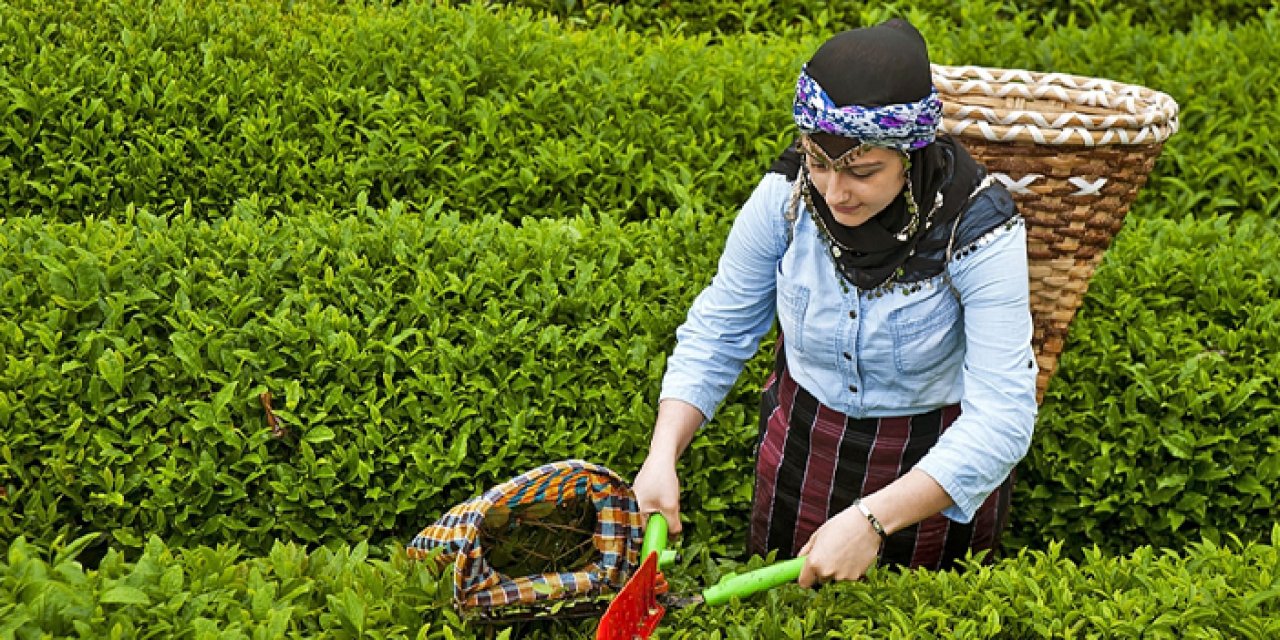 Açıklanan çay fiyatı Rizelileri ikiye böldü!