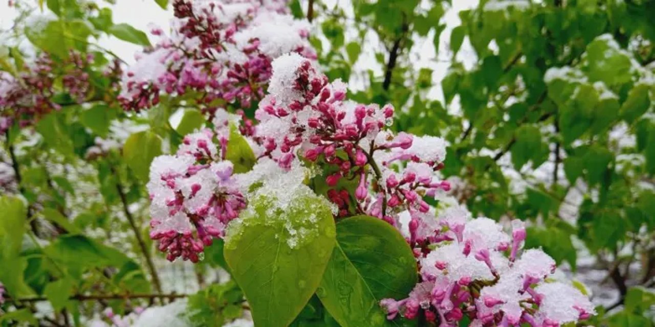 Artvin’de Mayıs ayında kar sürprizi!