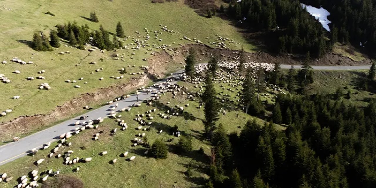 Trabzon’dan Erzurum yaylalarına zorlu göç başladı!