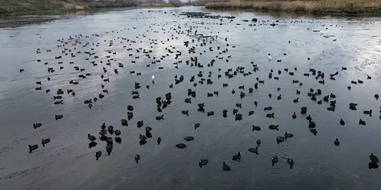 Samsun'da burası her yıl yüzlerce kuş türünü ağırlıyor