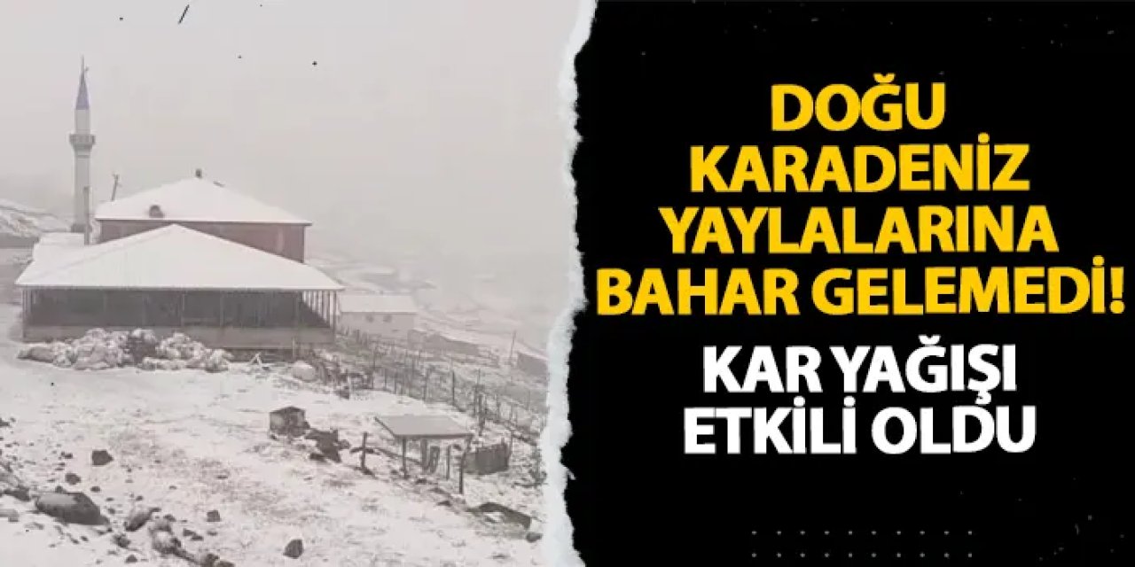 Doğu Karadeniz yaylalarına bahar gelemedi! Kar yağışı etkili oldu
