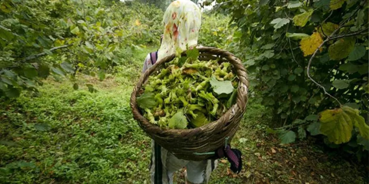 Çiftçilere destek ödemeleri bugün hesaplarda! 5 milyar 102 milyon lira ödeme yapılacak