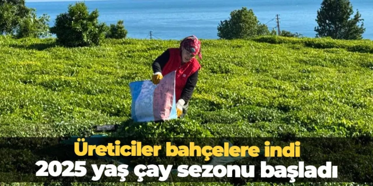 2025 yaş çay sezonu açıldı: Üreticiler ilk sürgün için bahçelere indi