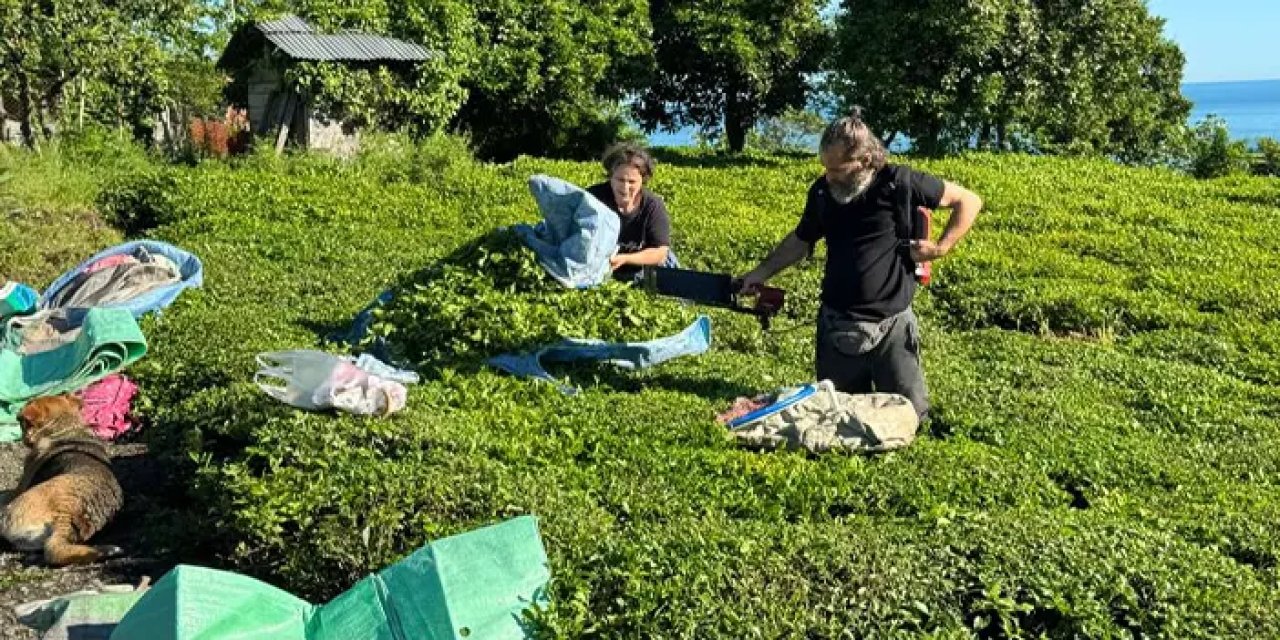 Üreticiler bahçeye girdi! 2025 yaş çay sezonu başladı