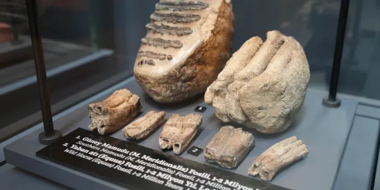 Samsun’da 545 milyon yıllık fosiller sergileniyor