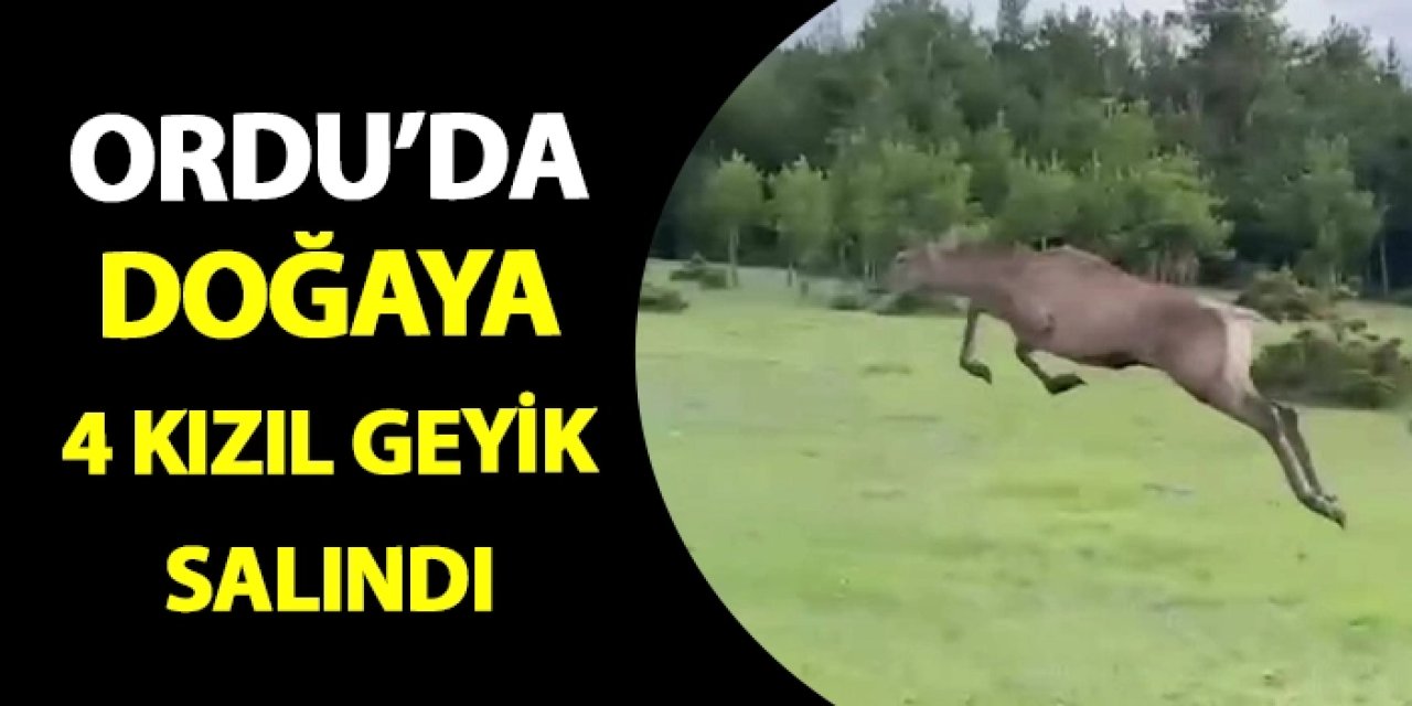 Ordu'da doğaya 4 kızıl geyik salındı