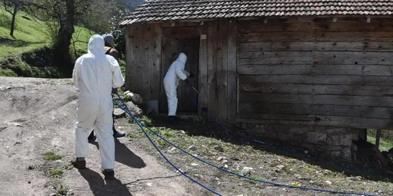 Fındığın düşmanı kahverengi kokarcaya karşı ilaçlama seferberliği