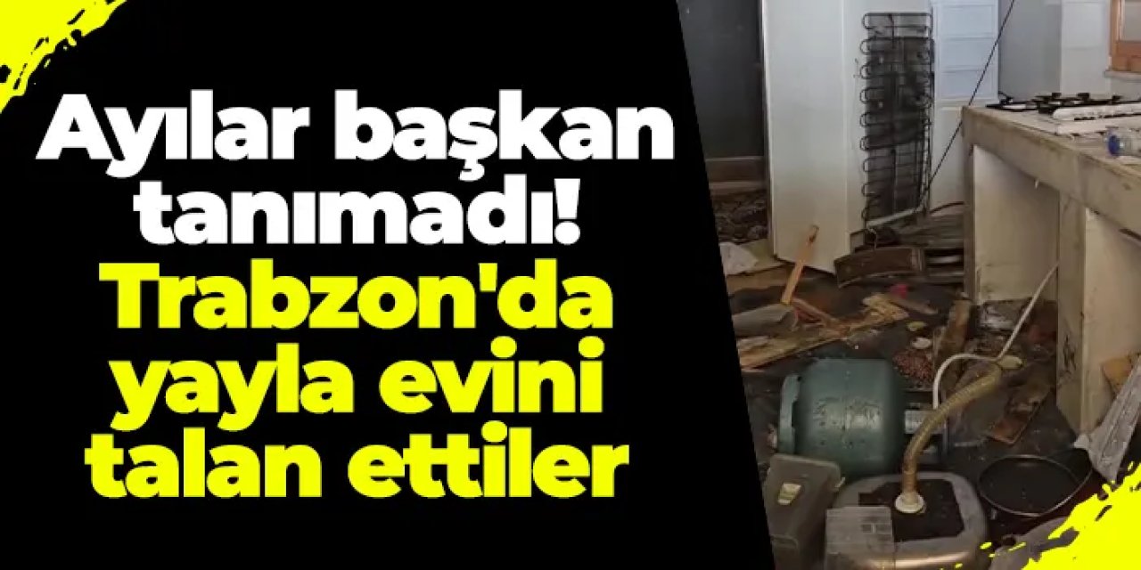 Ayılar başkan tanımadı: Trabzon'da yayla evini talan ettiler