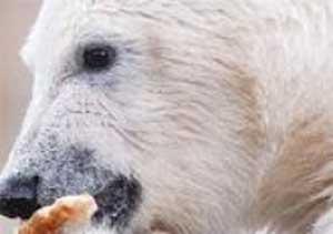 Ayı Knut Sıkı Diyete Alındı