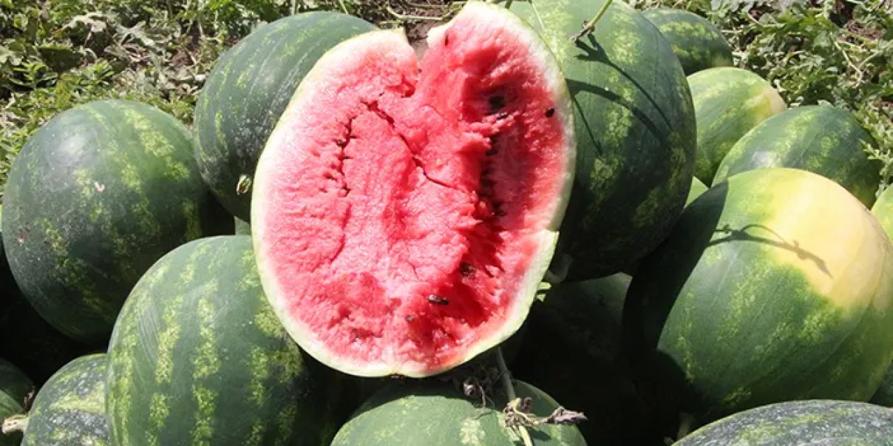 Adana'da karpuz hasadı başladı: Kilosu kaç lira?