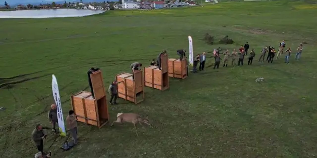 Ordu'da doğaya 13 kızıl geyik salınacak