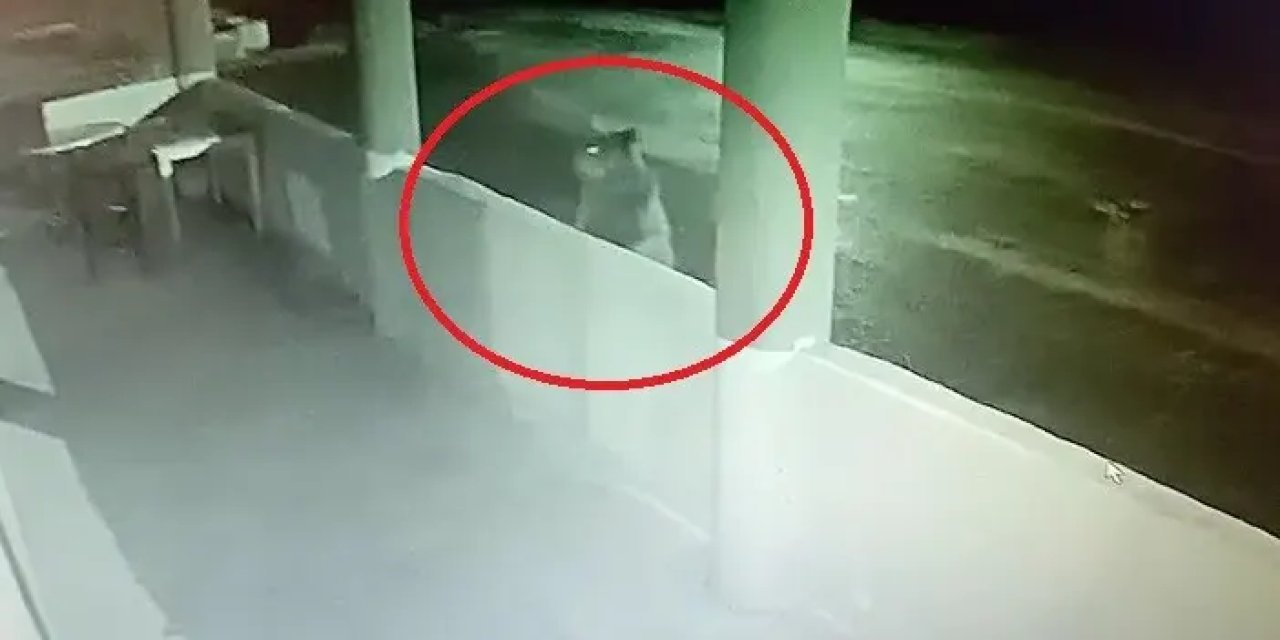 Bayburt’ta yavru ayının alabalık sevinci kameralara yansıdı!