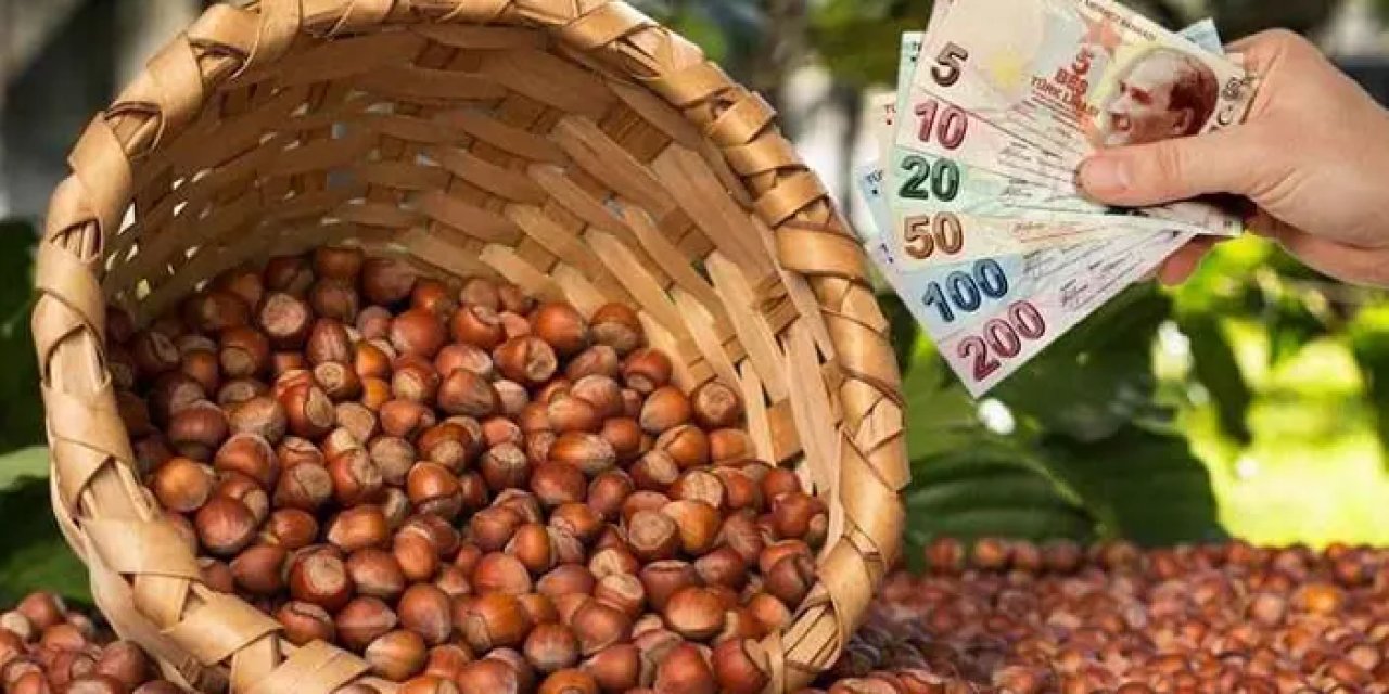 Trabzon'da fındık fiyatları çakıldı! İşte son durum