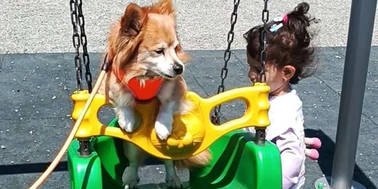 Samsun’da köpekten güldüren park keyfi!
