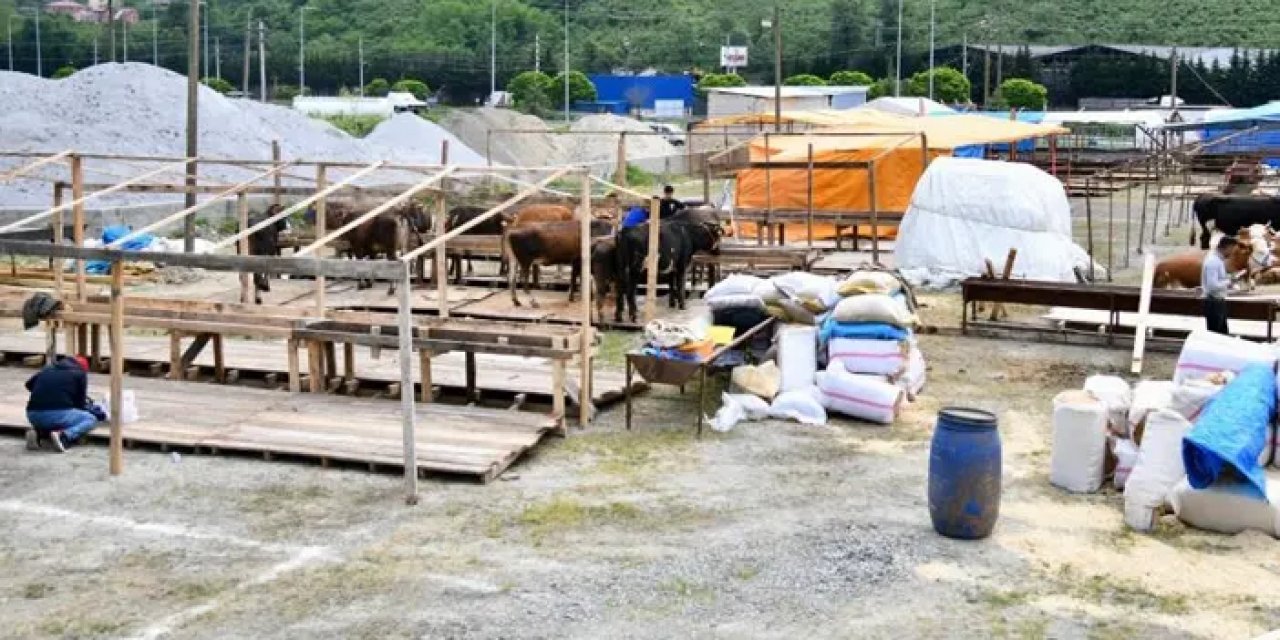 Trabzon’da kurbanlıklar pazarlara gelmeye başladı!