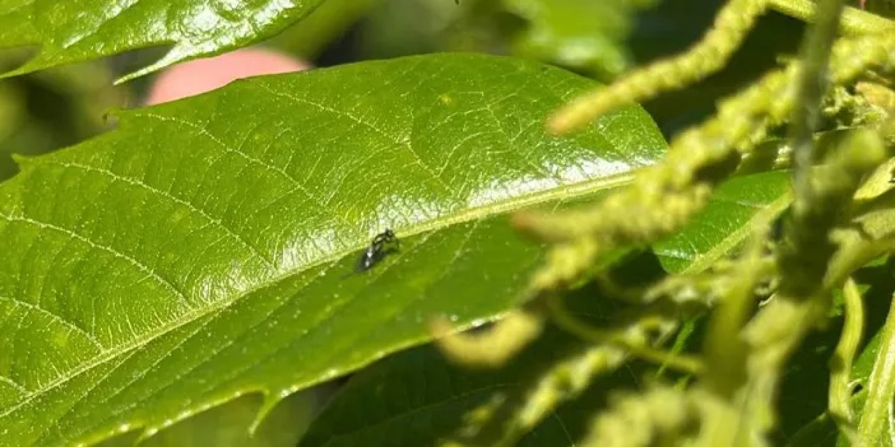Samsun’da kestane gal arısına karşı biyolojik mücadele!