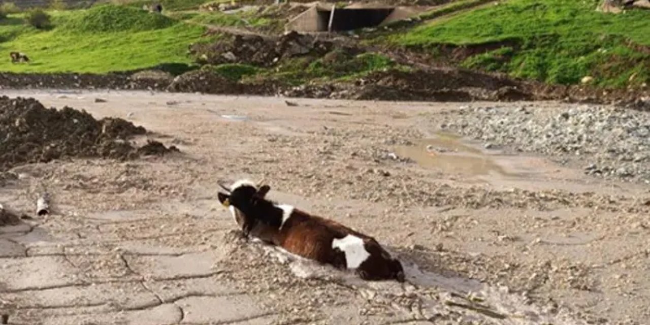 Bayburt'ta düve, dökülen beton yığınına saplandı! Hayvan sahibi isyan etti
