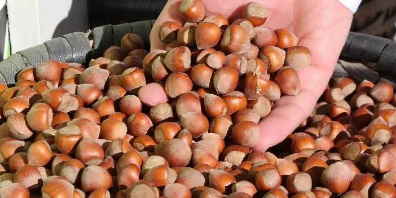 Fındık üreticileri dikkat! Uyarı geldi: "İlaçlama yapın"