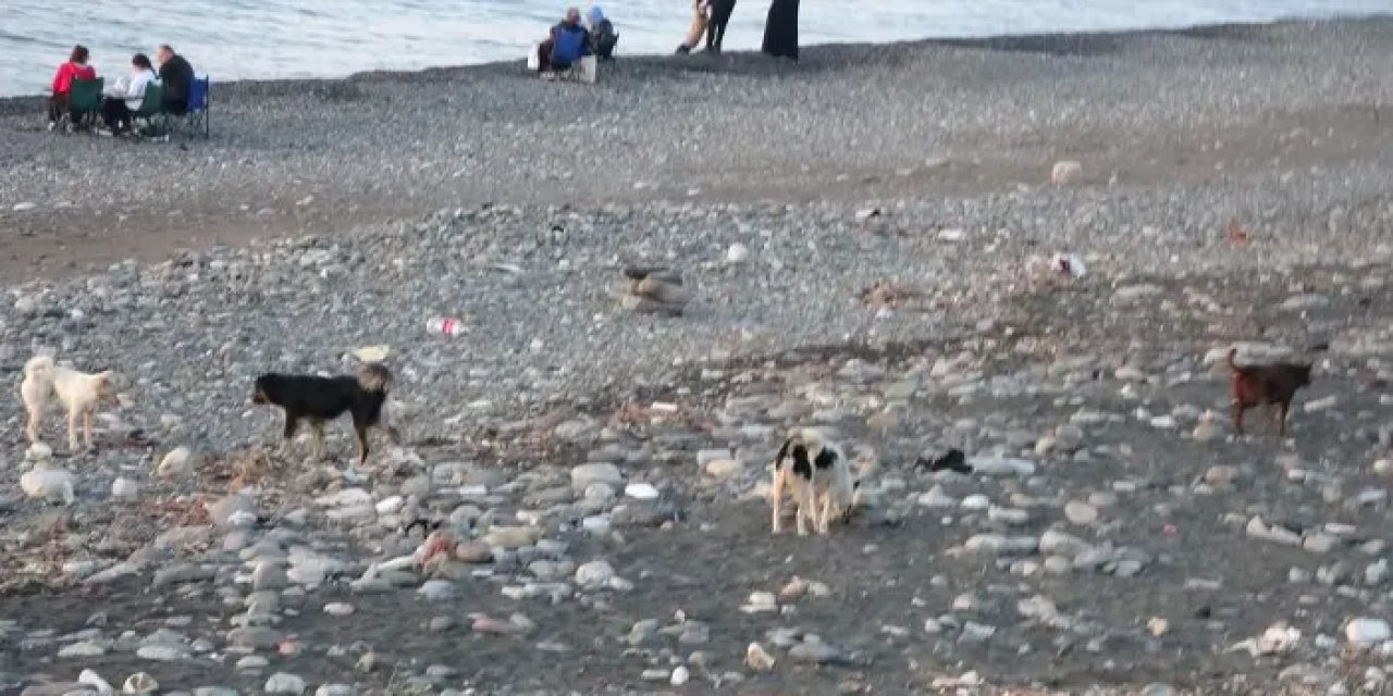 Trabzon sahillerinde tehlike! Vatandaş tedirgin oluyor