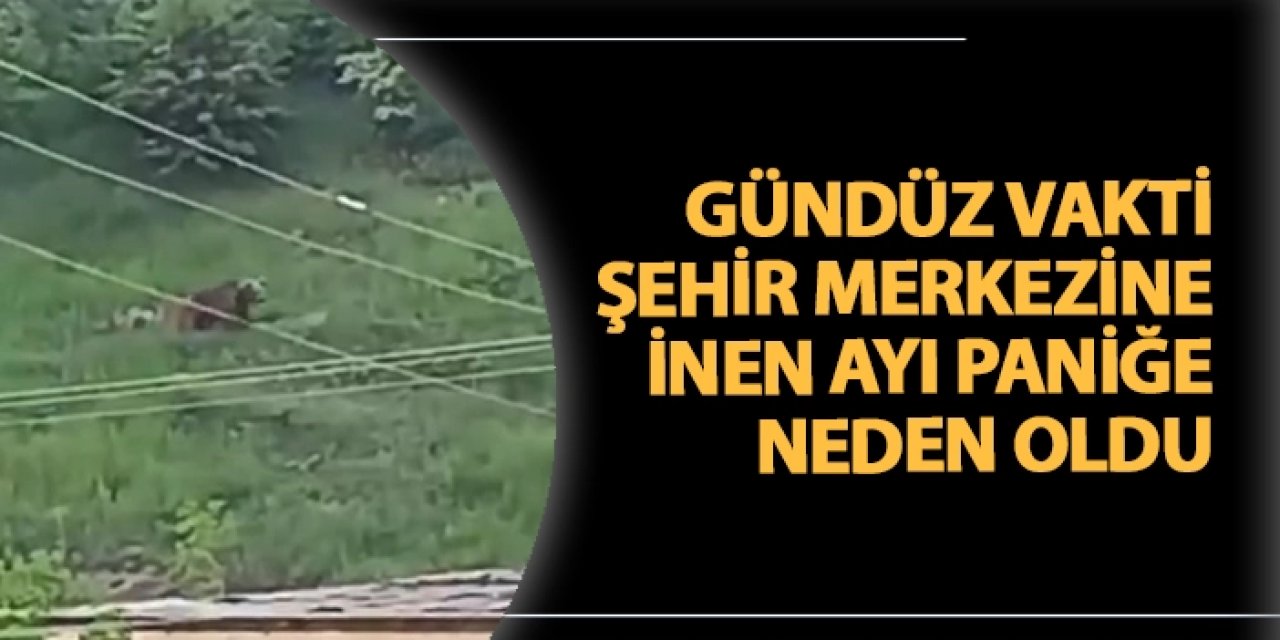 Gündüz Vakti Şehir Merkezine İnen Ayı Paniğe Neden Oldu