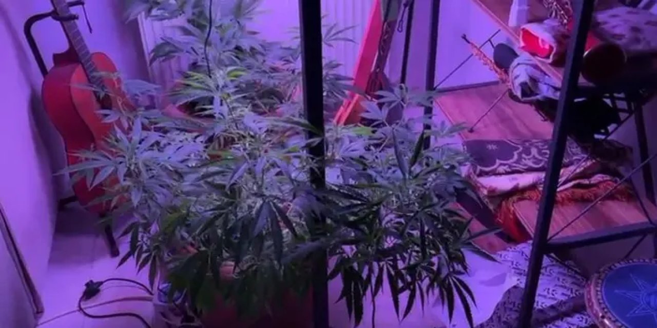 Samsun’da evin içinde kenevir serası yakalandı!