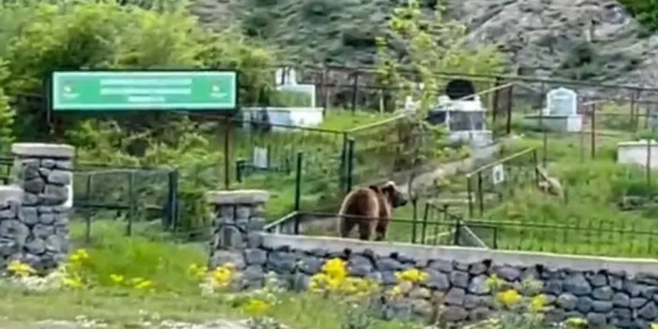 Gümüşhane’yi ayılar sardı! Mezarlığa kadar girdiler