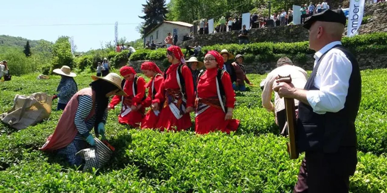 Giresun’da kemençeyle çay hasadı başladı!