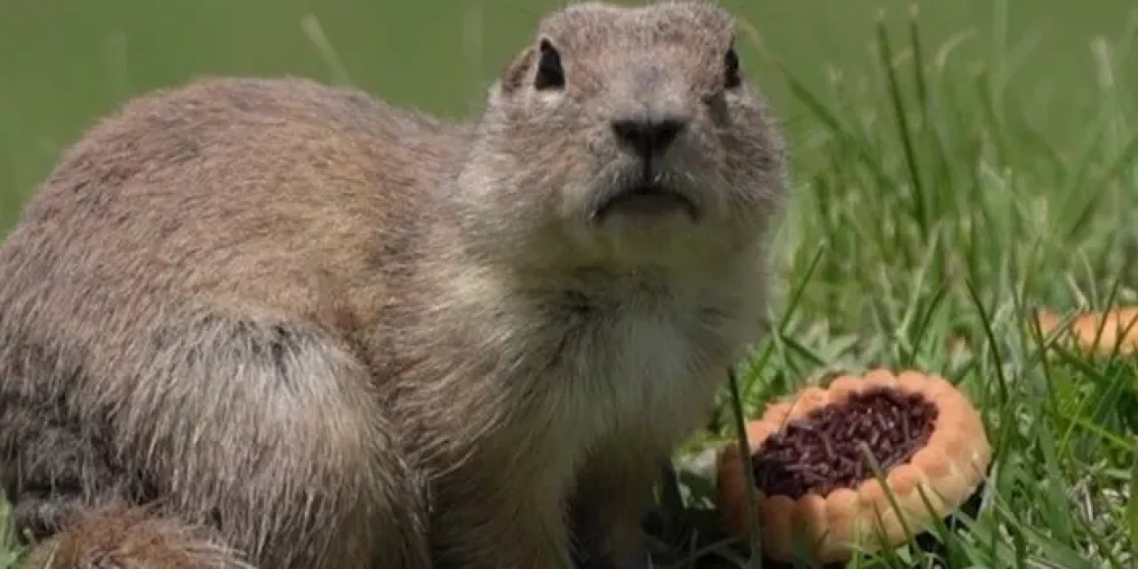 Bayburt’ta yer sincabının sevimli halleri görenleri güldürdü!
