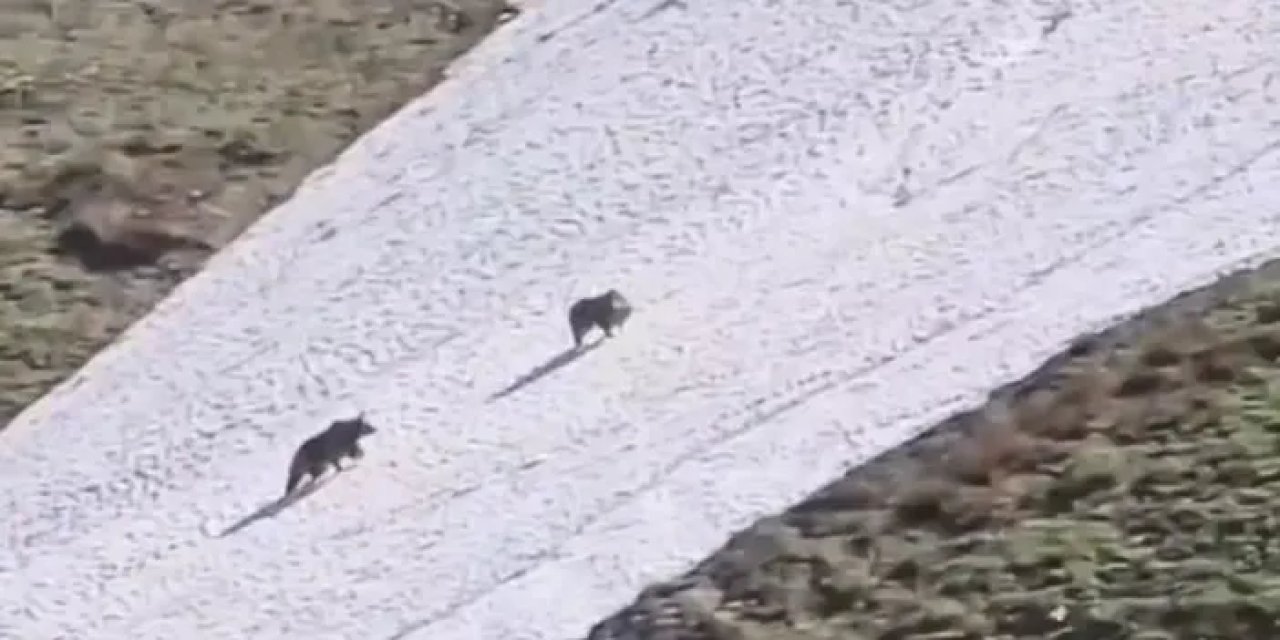 Artvin’de iki boz ayının kar üzerinde eğlenceli dakikaları!