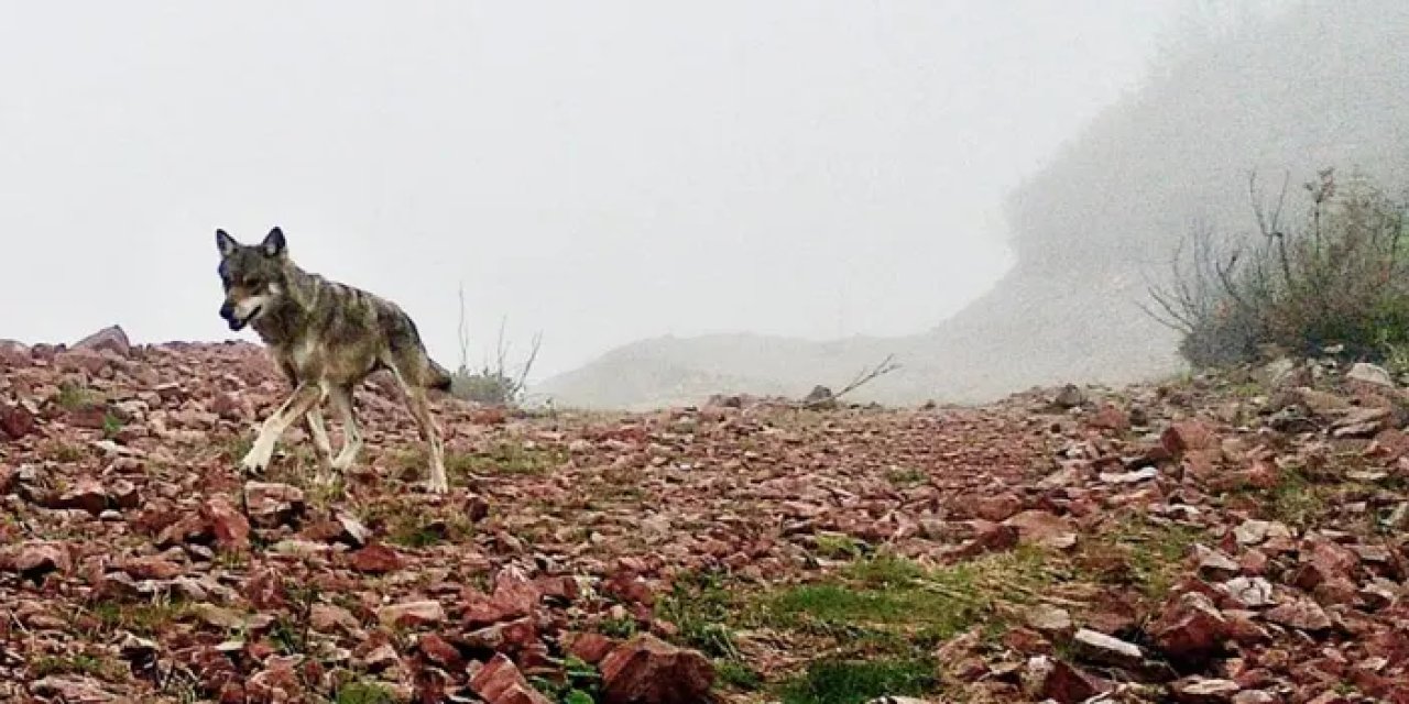 Trabzon’un yaban hayatı görüntülendi!